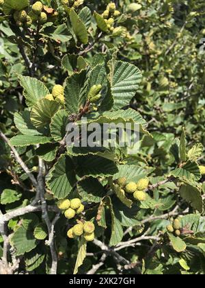 Aulne de montagne (Alnus alnobetula crispa) Plantae Banque D'Images