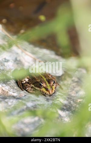 Une grenouille commune repose sur une pierre près de l'eau et se camoufle Banque D'Images