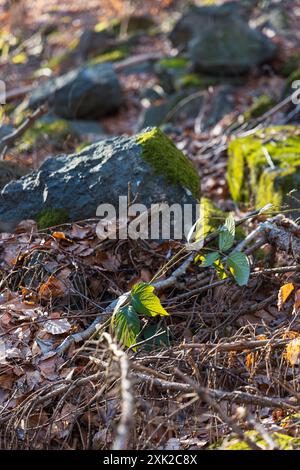 Peu de formations rocheuses petites et géantes à côté du sentier de montagne à la journée ensoleillée en hiver Banque D'Images
