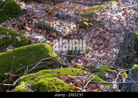 Peu de formations rocheuses petites et géantes à côté du sentier de montagne à la journée ensoleillée en hiver Banque D'Images