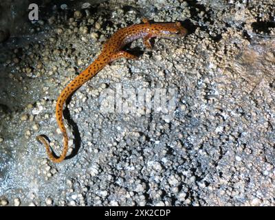 Salamandre des grottes (Eurycea lucifuga) Amphibia Banque D'Images