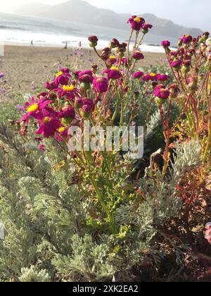 Ragwort rouge-violet (Senecio elegans) Plantae Banque D'Images