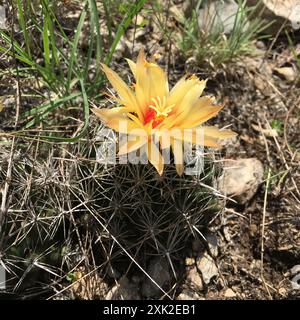 Cactus à mamelons rainurés (Coryphantha sulcata) Plantae Banque D'Images