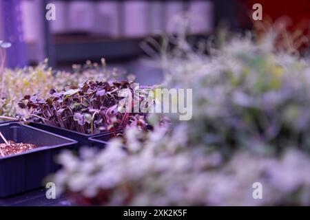 Une vue rapprochée de divers microverts qui poussent dans des plateaux de plantation intérieurs, mettant en valeur un mélange de couleurs et de textures sous éclairage artificiel Banque D'Images