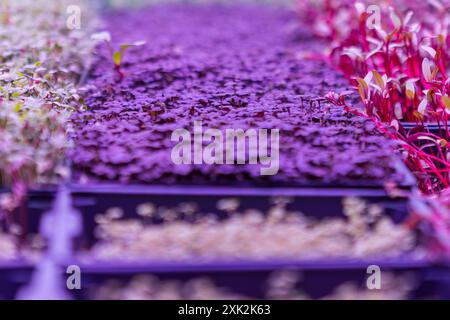 Une gamme de microgreens vibrants et colorés fleurissant sous éclairage artificiel dans un cadre agricole intérieur contrôlé la vitrine photographique Banque D'Images