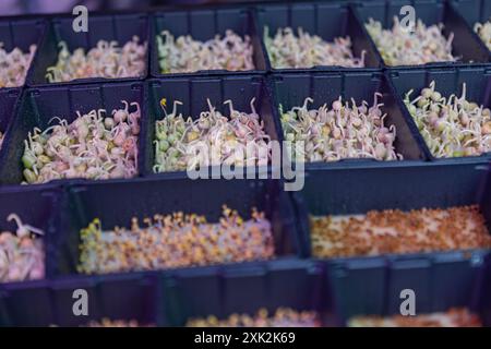 Plusieurs plateaux contenant une variété de microgreens à différents stades de germination figuraient en bonne place dans un environnement de pépinière agricole, mettant en évidence un Banque D'Images