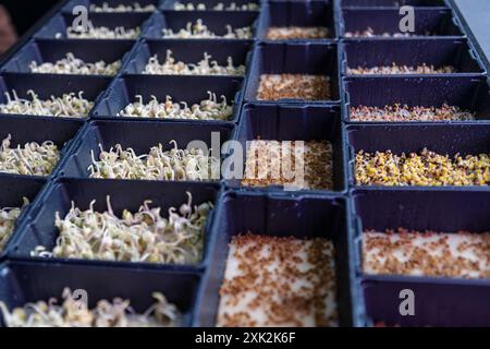 Plateaux remplis de microgreens à différents stades de croissance, présentant des germes de l'ensemencement au développement précoce des feuilles, disposés en rangées Banque D'Images