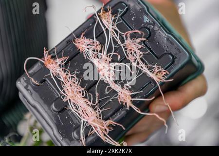 Une vue rapprochée d'un jardinier tenant un récipient en plastique noir avec des microverts fraîchement récoltés, montrant des racines roses délicates et des pousses fraîches Banque D'Images