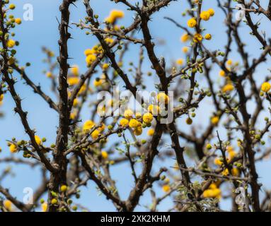 Une vue rapprochée de l'Acacia Vachellia schaffneri de Schaffner, une branche épineuse aux fleurs jaunes sur un ciel bleu vif. Les branches sont sombres et Banque D'Images