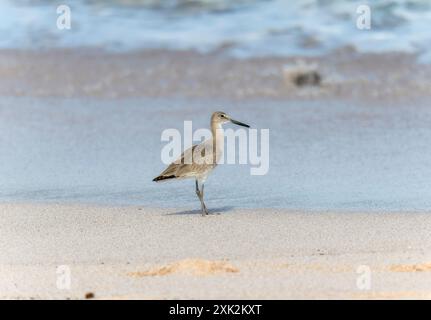 Un Willet (Tringa semipalmata) se dresse sur une plage de sable ; à la recherche de nourriture au milieu des vagues qui reculent. L'oiseau est brun et gris avec de longues pattes et un lon Banque D'Images