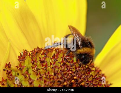 Gros plan d'une abeille se nourrissant d'un tournesol jaune vif. Les tournesols sont un excellent moyen d'aider l'abeille qui est en déclin Banque D'Images