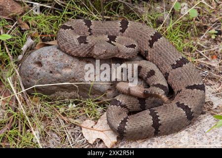 Crotalus lepidus klauberi (Crotalus lepidus klauberi) Reptilia Banque D'Images