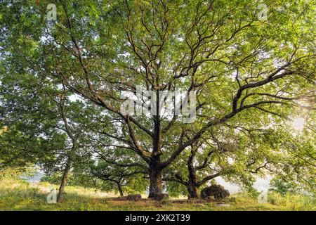 Chêne, Cerro. Quercus cerris Cerro Banque D'Images
