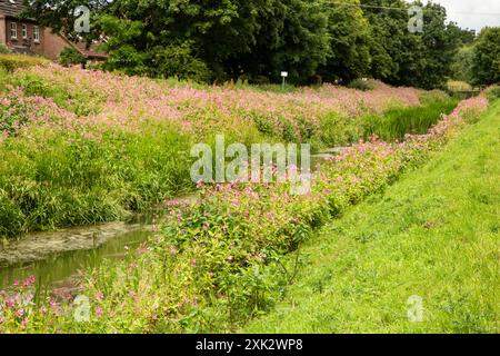 Le baume de l'Himalaya Impatiens glandulifera est une grande plante annuelle originaire de l'Himalaya, considérée aujourd'hui comme une espèce envahissante introduite en Grande-Bretagne Banque D'Images