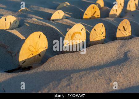 Collecte de beaucoup de dollars de sable javellisant par le soleil assis sur leur côté dans le soleil Banque D'Images