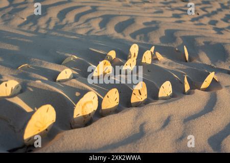 Collecte de beaucoup de dollars de sable javellisant par le soleil assis sur leur côté dans le soleil Banque D'Images