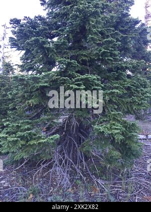 Sapin rouge (Abies magnifica) Plantae Banque D'Images