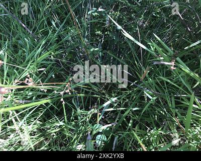 Ruée cuirassée (Juncus coriaceus) Plantae Banque D'Images