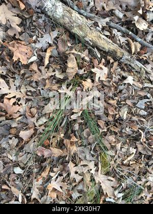 Ruée cuirassée (Juncus coriaceus) Plantae Banque D'Images