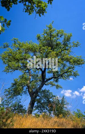 GUI (Loranthus europaeus), sammer look avec des fleurs, Chianti, Toscane, Italie Banque D'Images