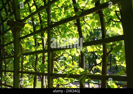 Gazebo de jardin dans le parc par une journée d'été ensoleillée. Pergola en bois recouverte de plantes vertes. Le soleil brille à travers le feuillage. Banque D'Images