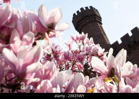 WASHINGTON DC, États-Unis — les magnolias de soucoupe éclatent dans le jardin Enid A. Haupt derrière le château de Smithsonian. Ces arbres à floraison printanière fleurissent généralement plusieurs semaines avant la floraison des célèbres cerisiers de Washington. Le jardin de style victorien offre l'une des premières expositions florales spectaculaires de la saison printanière de la capitale. Banque D'Images