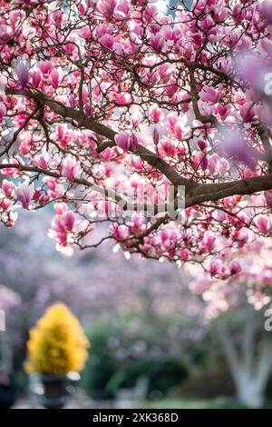 WASHINGTON, DC, États-Unis — des arbres magnolia à soucoupe en pleine floraison au jardin Enid A. Haupt, adjacent au château Smithsonian. Les fleurs roses et blanches de ces arbres ornementaux créent une exposition printanière colorée dans ce jardin public formel du National Mall. Banque D'Images