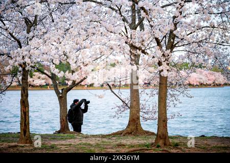 Cherry Blossoms Tidal Basin Washington DC // WASHINGTON DC — les cerisiers fleurissent dans toute leur splendeur le long du Tidal Basin tandis qu'un photographe capture l'emblématique exposition printanière. La floraison annuelle des cerisiers japonais se produit généralement de fin mars à début avril, attirant des milliers de visiteurs dans la capitale du pays. La plupart des arbres autour du Tidal Basin sont des cerises Yoshino (Prunus × yedoensis), qui font partie du cadeau original de 3 000 cerisiers offert à Washington par la ville de Tokyo en 1912 comme symbole de l'amitié entre les États-Unis et le Japon. Banque D'Images