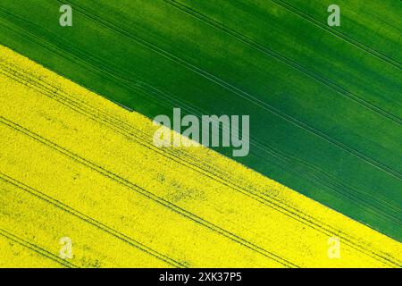 Vue aérienne des champs agricoles vert et jaune vif. Banque D'Images