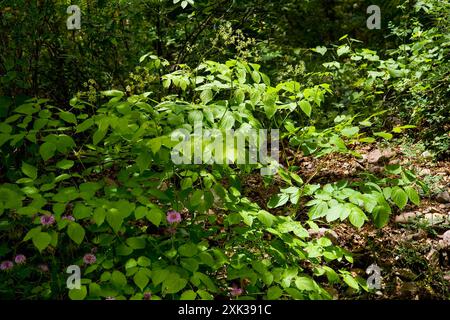(Aralia bicrenata) Plantae Banque D'Images