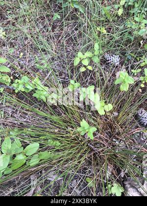 Ruée cuirassée (Juncus coriaceus) Plantae Banque D'Images