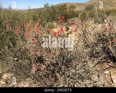 Noël cholla (Cylindropuntia leptocaulis) Plantae Banque D'Images