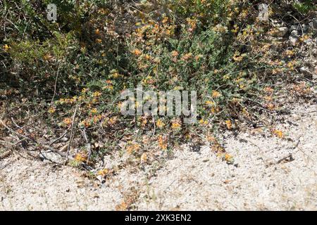 Trèfle de pied d'oiseau argenté (Acmispon argophyllus) Plantae Banque D'Images