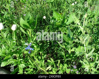 Bleuet de Sandyland (Lupinus subcarnosus) Plantae Banque D'Images