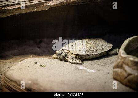 Une tortue repose sur un gros rocher dans un enclos sablonneux, sa coquille et ses membres visibles. Banque D'Images