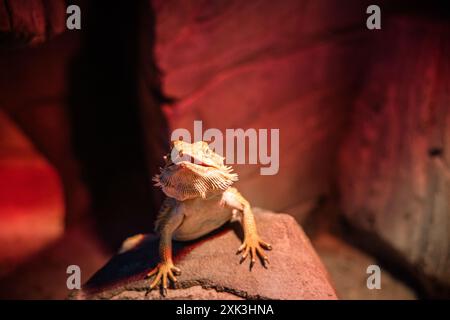 Un lézard dragon barbu est assis sur un rocher, se prélassant sous une lumière rouge dans une enceinte. Banque D'Images