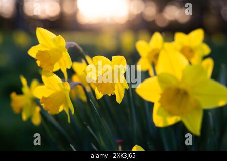 WASHINGTON DC, États-Unis — les jonquilles fleurissent dans des tons vifs de jaune et de blanc au parc Lady Bird Johnson, dans la capitale nationale. Le parc, nommé d'après l'ancienne première dame connue pour ses efforts d'embellissement, dispose d'une variété de fleurs printanières et de sentiers pédestres. Les visiteurs apprécient l'exposition colorée de jonquilles, symbole de l'arrivée du printemps. Banque D'Images