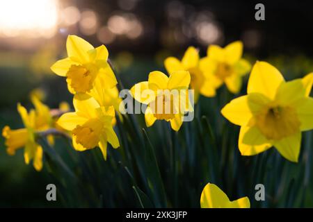 WASHINGTON DC, États-Unis — les jonquilles fleurissent dans des tons vifs de jaune et de blanc au parc Lady Bird Johnson, dans la capitale nationale. Le parc, nommé d'après l'ancienne première dame connue pour ses efforts d'embellissement, dispose d'une variété de fleurs printanières et de sentiers pédestres. Les visiteurs apprécient l'exposition colorée de jonquilles, symbole de l'arrivée du printemps. Banque D'Images