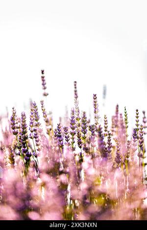 Belles fleurs de lavande par une journée ensoleillée, lumière naturelle du soleil avec mise au point sélective et fond flou Banque D'Images