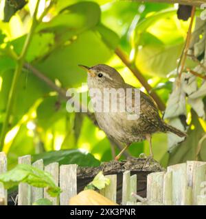 Wren perché dans un jardin Bedfordshire Banque D'Images