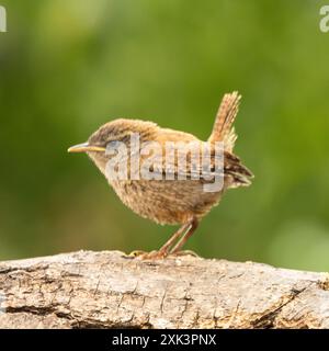 Wren perché dans un jardin Bedfordshire Banque D'Images