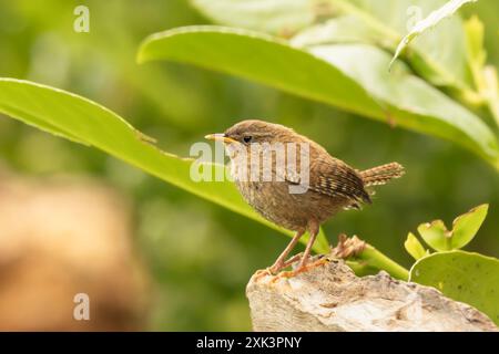 Wren perché dans un jardin Bedfordshire Banque D'Images