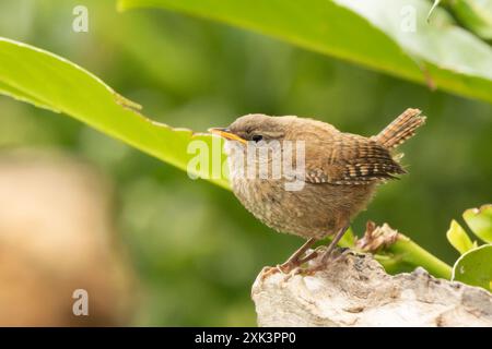 Wren perché dans un jardin Bedfordshire Banque D'Images