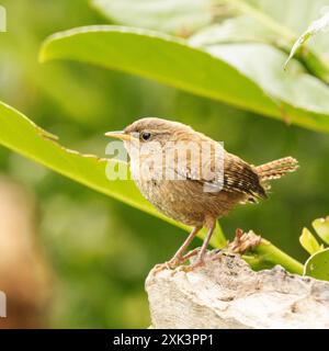 Wren perché dans un jardin Bedfordshire Banque D'Images