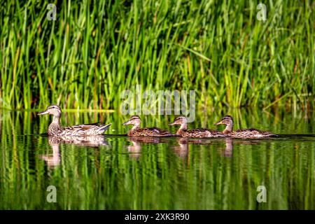 Famille de canards colverts (Anas platyrhynchos) nageant à côté de la rive, horizontale Banque D'Images