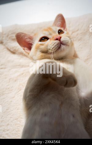 Portrait d'un adorable chaton birman au soleil. Chaton rouge birman. Banque D'Images