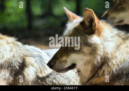 Gros plan d'un loup dans un habitat naturel avec un fond flou Banque D'Images