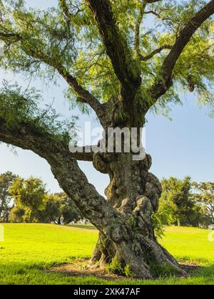 Grand chêne avec des branches tentaculaires dans un parc ensoleillé. Banque D'Images