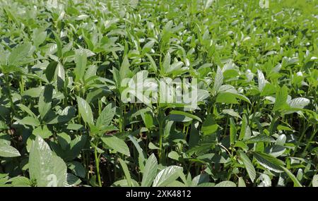 Paysage agricole en haute Egypte Banque D'Images