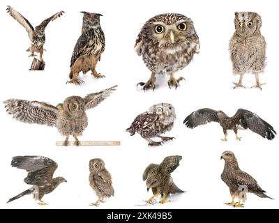 oiseaux de proie photos devant le studio blanc Banque D'Images